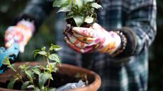 How to plant a winter container. Someone outdoors with gardening gloves on, planting green plants in a rounded, ceramic pot plant container