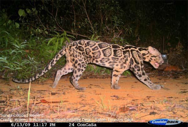 sunda-clouded-leopard-110125-02