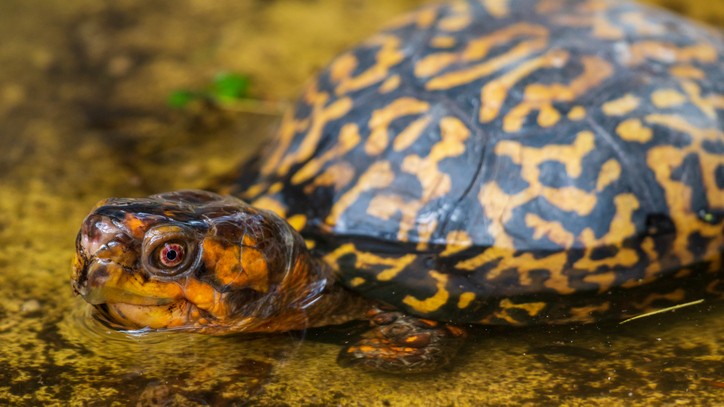 What do pet turtles eat? Five things to know before you bring home a ...