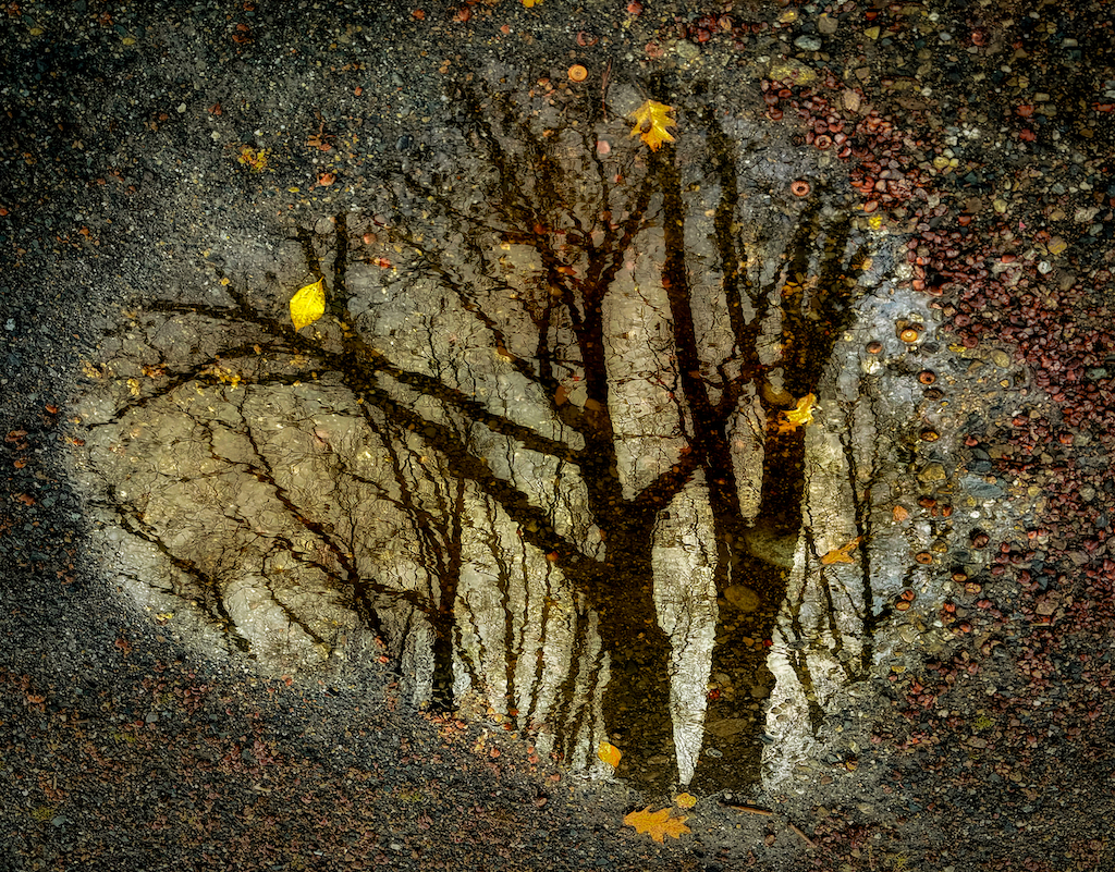 A puddle reflecting bare branches and scattered yellow leaves against a textured dark pavement