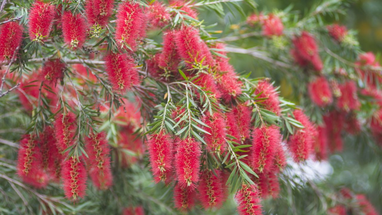 Bottlebrush blooms in red