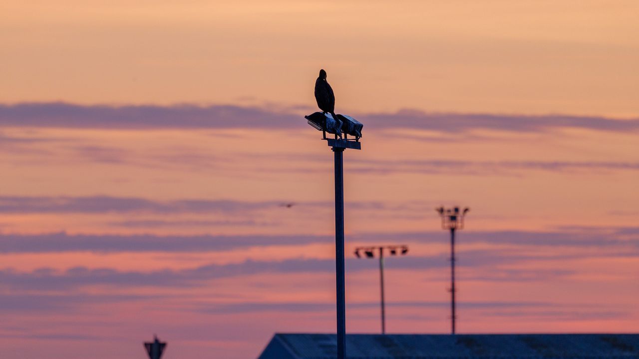 Photo shot on Panasonic Lumix S 100-500mm F5-7.1 O.I.S lens