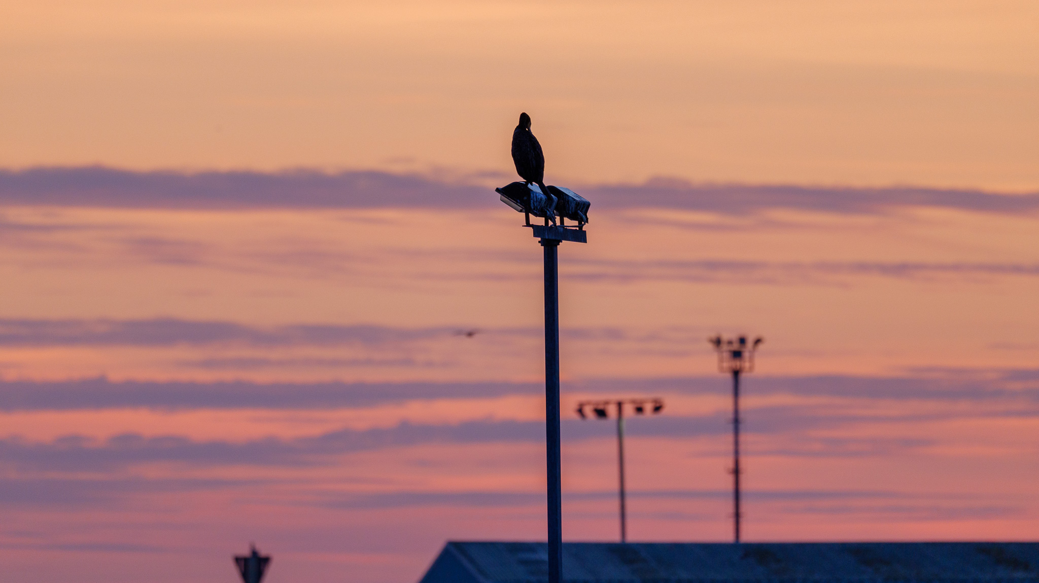 Photo shot on Panasonic Lumix S 100-500mm F5-7.1 O.I.S lens
