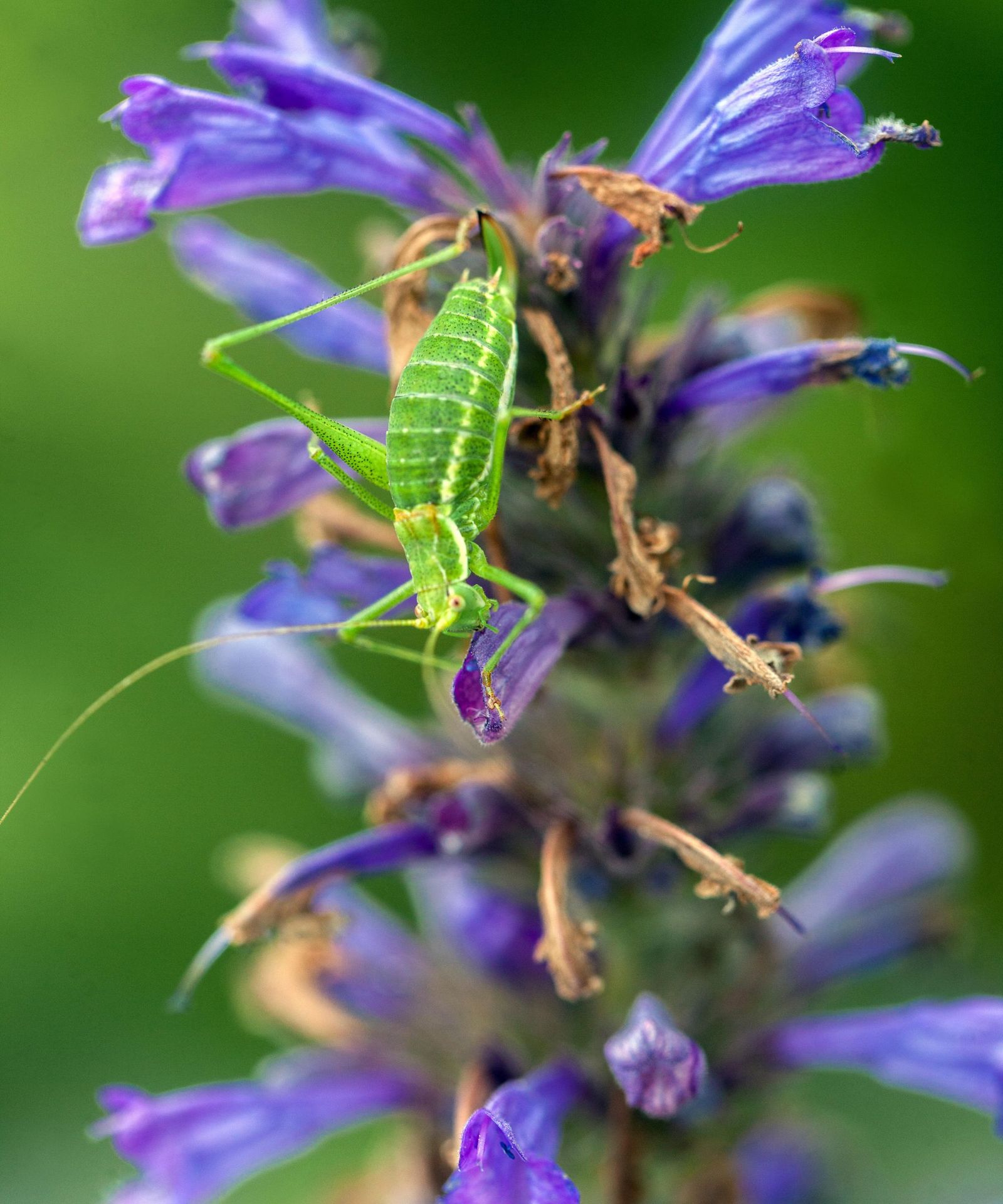 How to get rid of grasshoppers: 7 natural ways