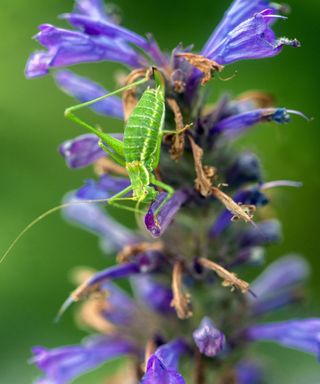 A close up of a grasshopper on a purple flower
