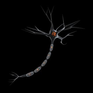 A neuron