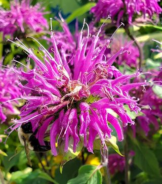 Closeup of bee balm