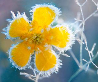 A yellow flower covered in ice