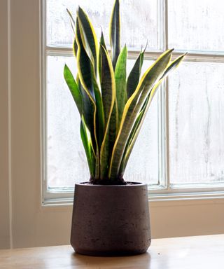 Snake plant in a bedroom