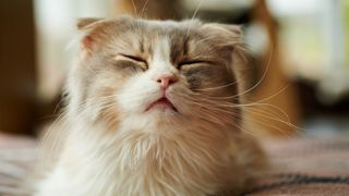 best cat breeds for first-time owners: Scottish Fold