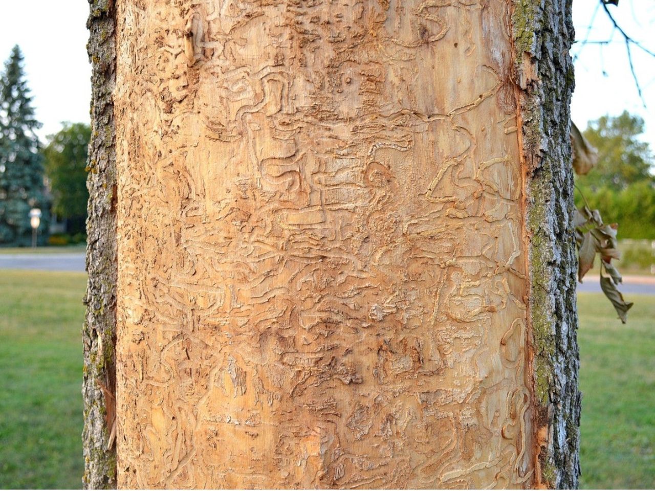 Marks On Tree Bark From Ash Borer Insects