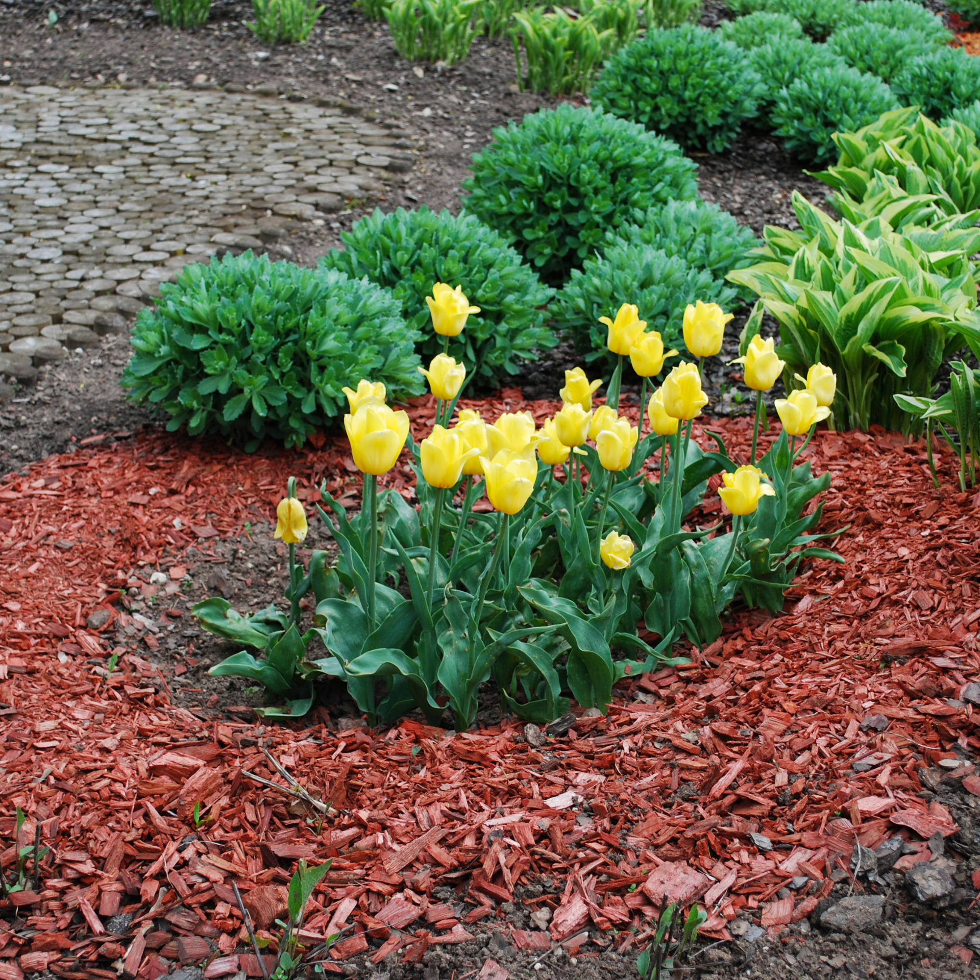 Yellow flowers with a layer of mulch around them in a circle.
