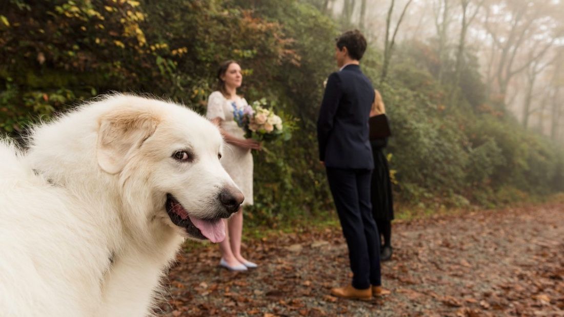 Ring-bearer dog steals the show in couples wedding photo