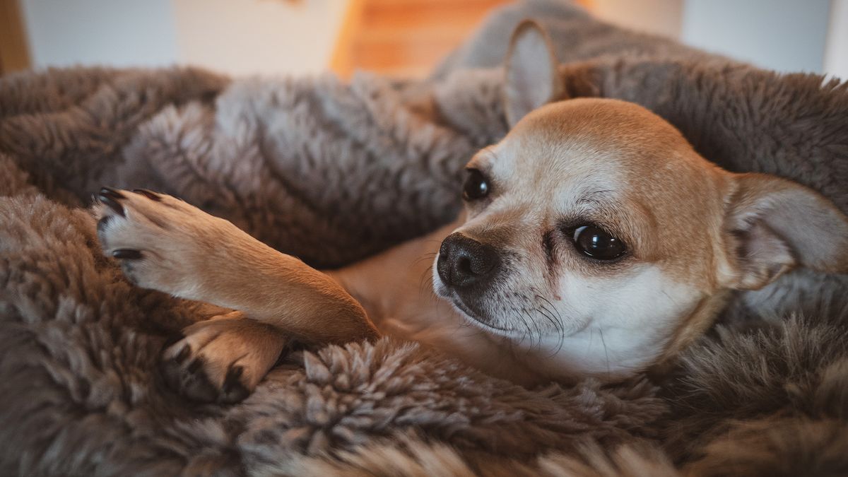 Small dog looking cosy in one of the best calming dog beds