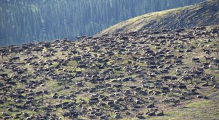 Caribou gather in Northwest Alaska to avoid insects.