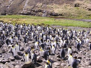 King penguins on Possession Island.