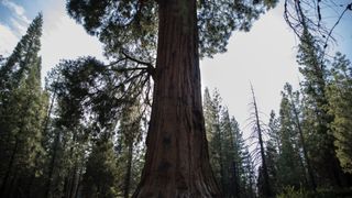 Sequoia National Park in California