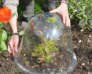 Using a cloche to protect penstemon shoots from a late spring frost