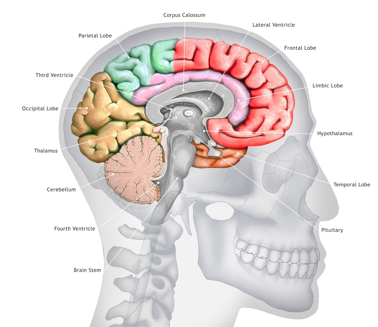 Human brain anatomy.