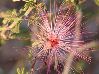 Sonoran Desert blooms