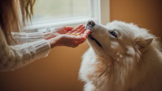 Dog owner gives Samoyed treats