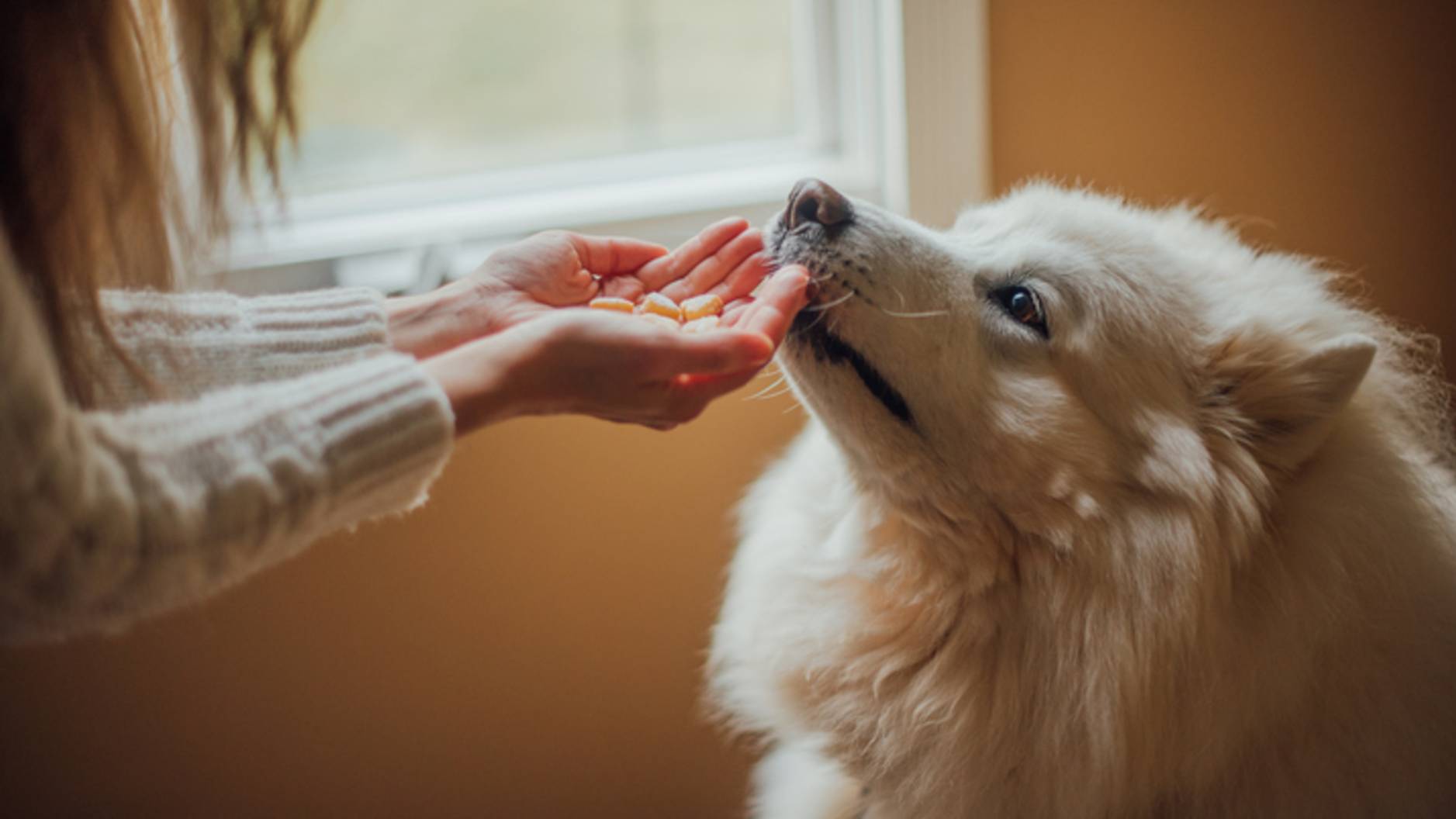 how-to-brush-a-dog-that-hates-being-brushed-petsradar