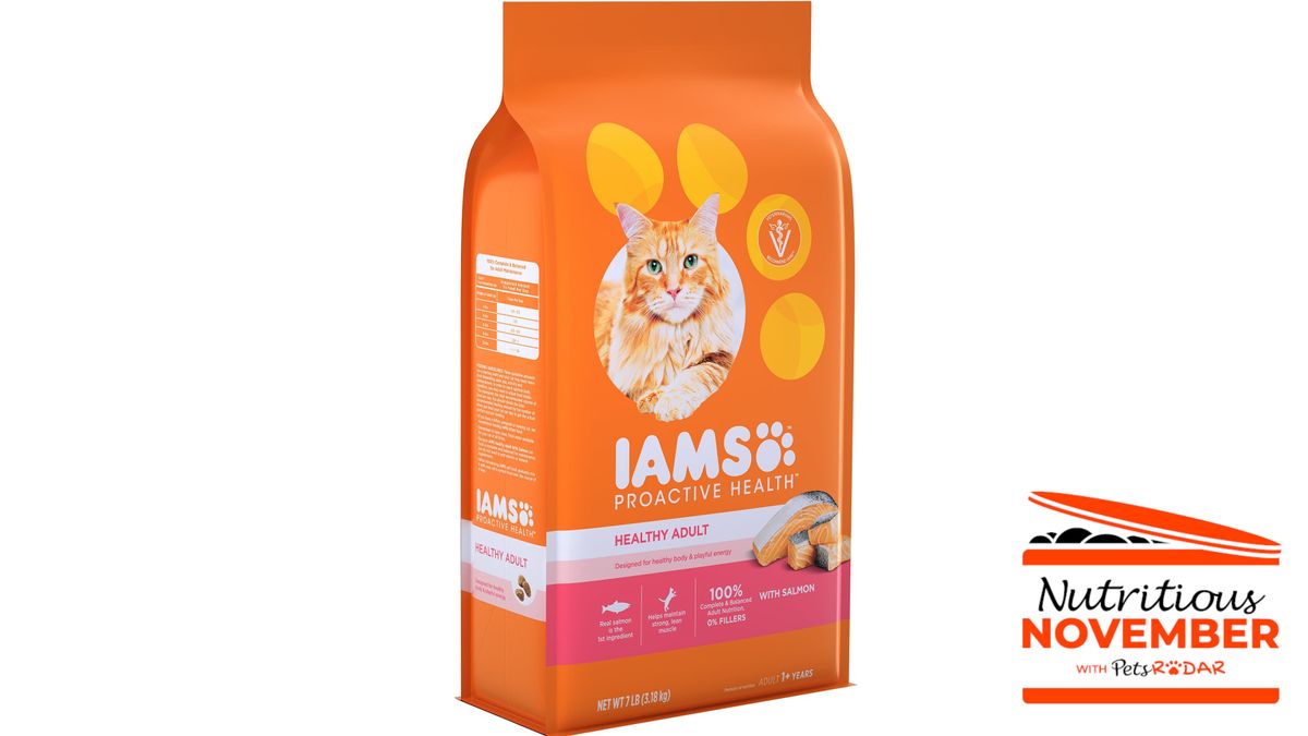 Iams proactive health high best sale protein cat food review