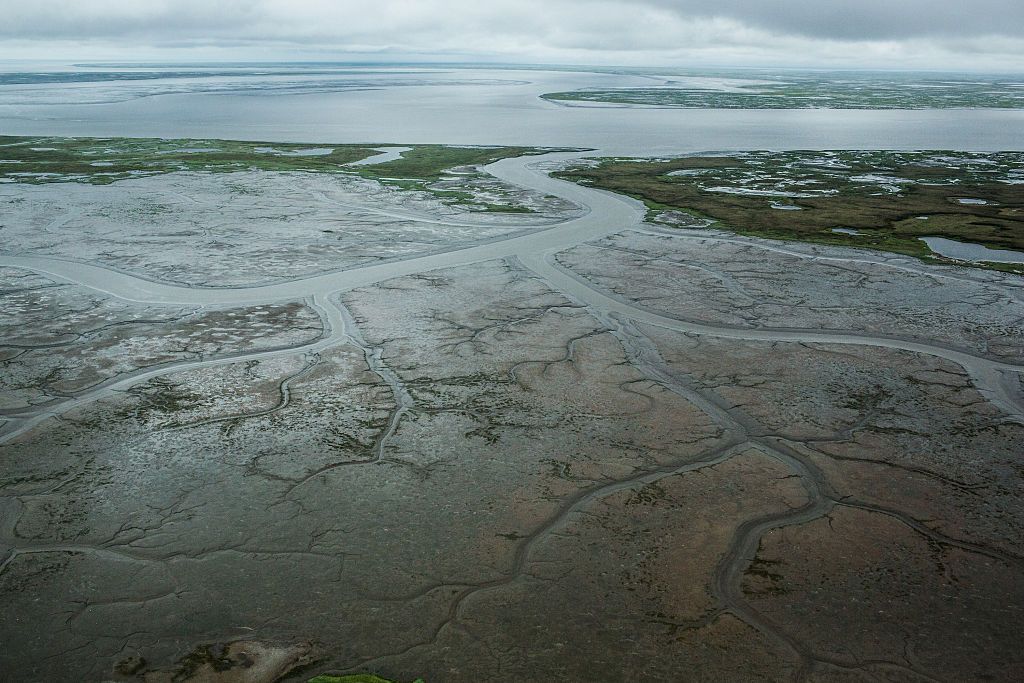 A marshy, tundra landscape in Alaska.