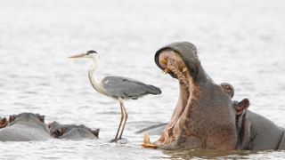 A yawning hippo appears about to devour a heron perched on another hippo's back.