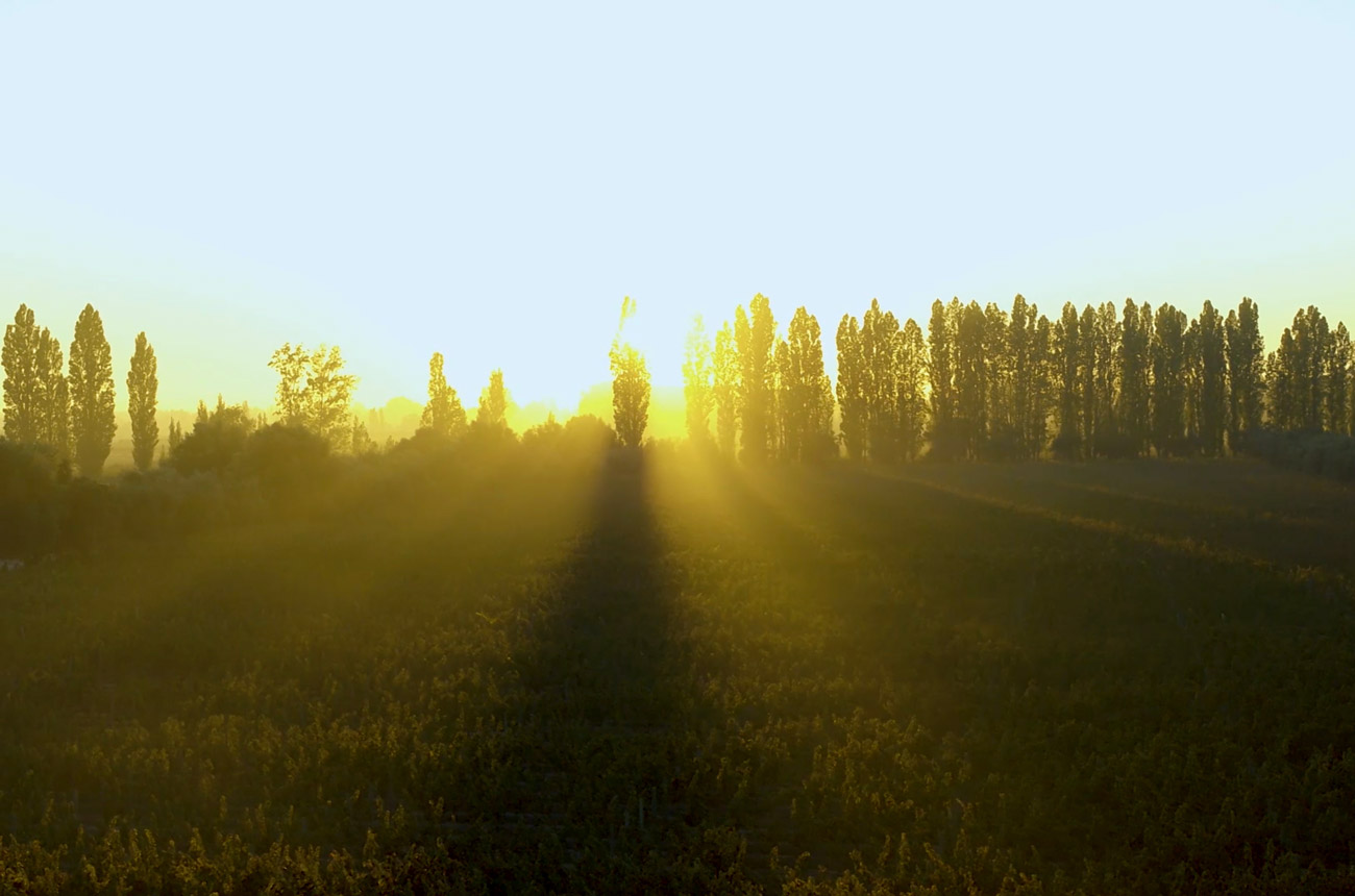 Sunset over a vineyard