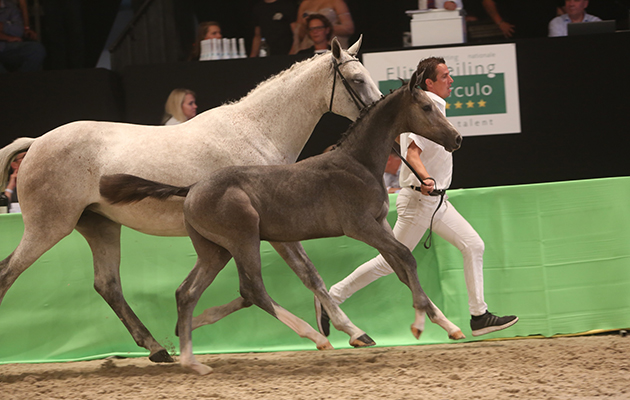 Conner de la Vie Z (Cumano x Heartbreaker)