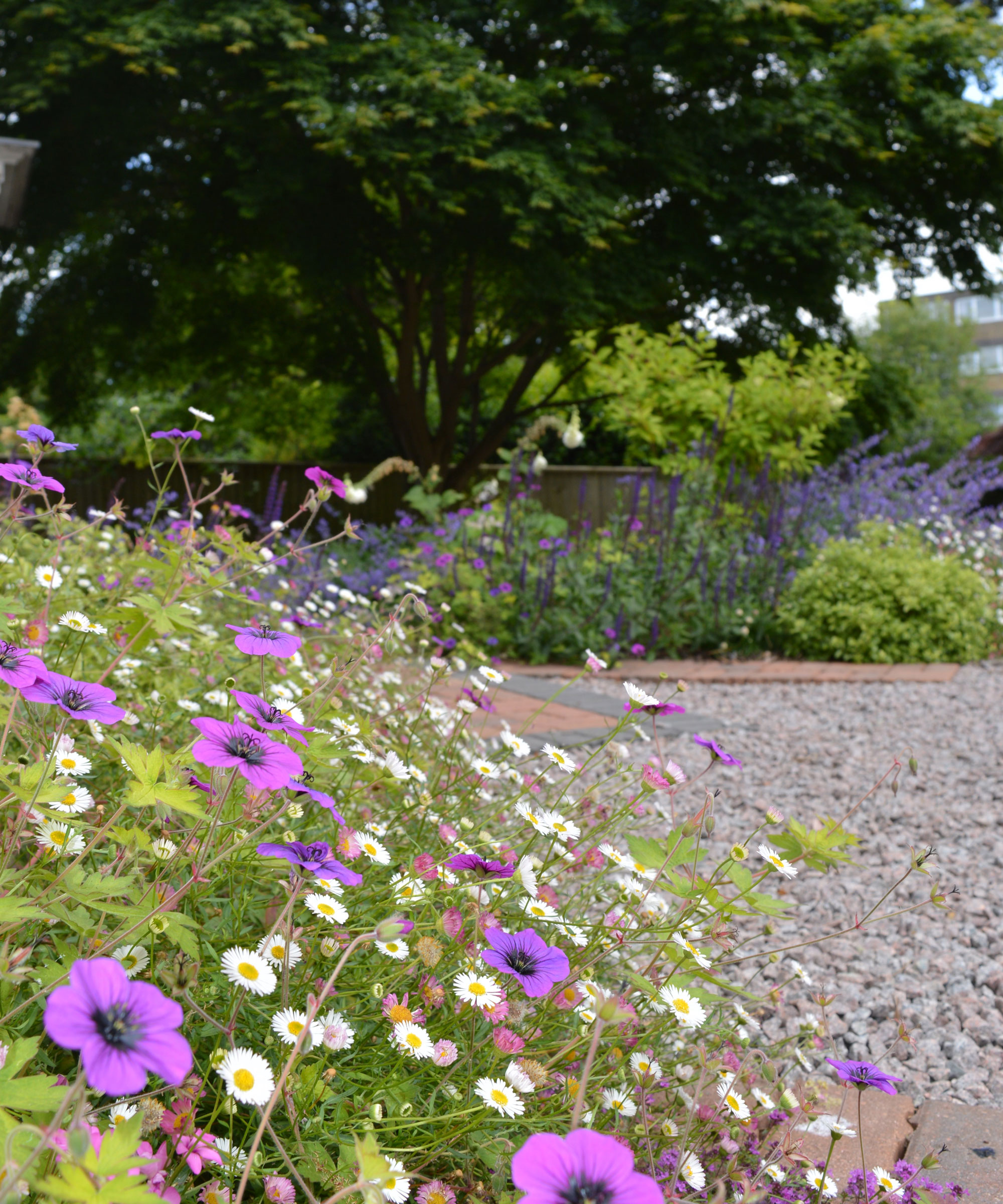 gravel driveway with planting pockets including Mexican fleabane and a large tree in leaf