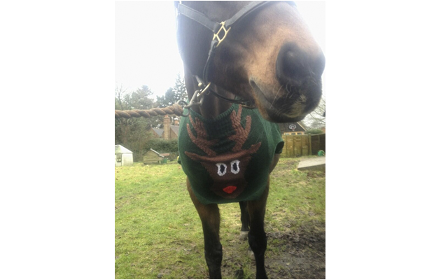 horses having a worse day than you