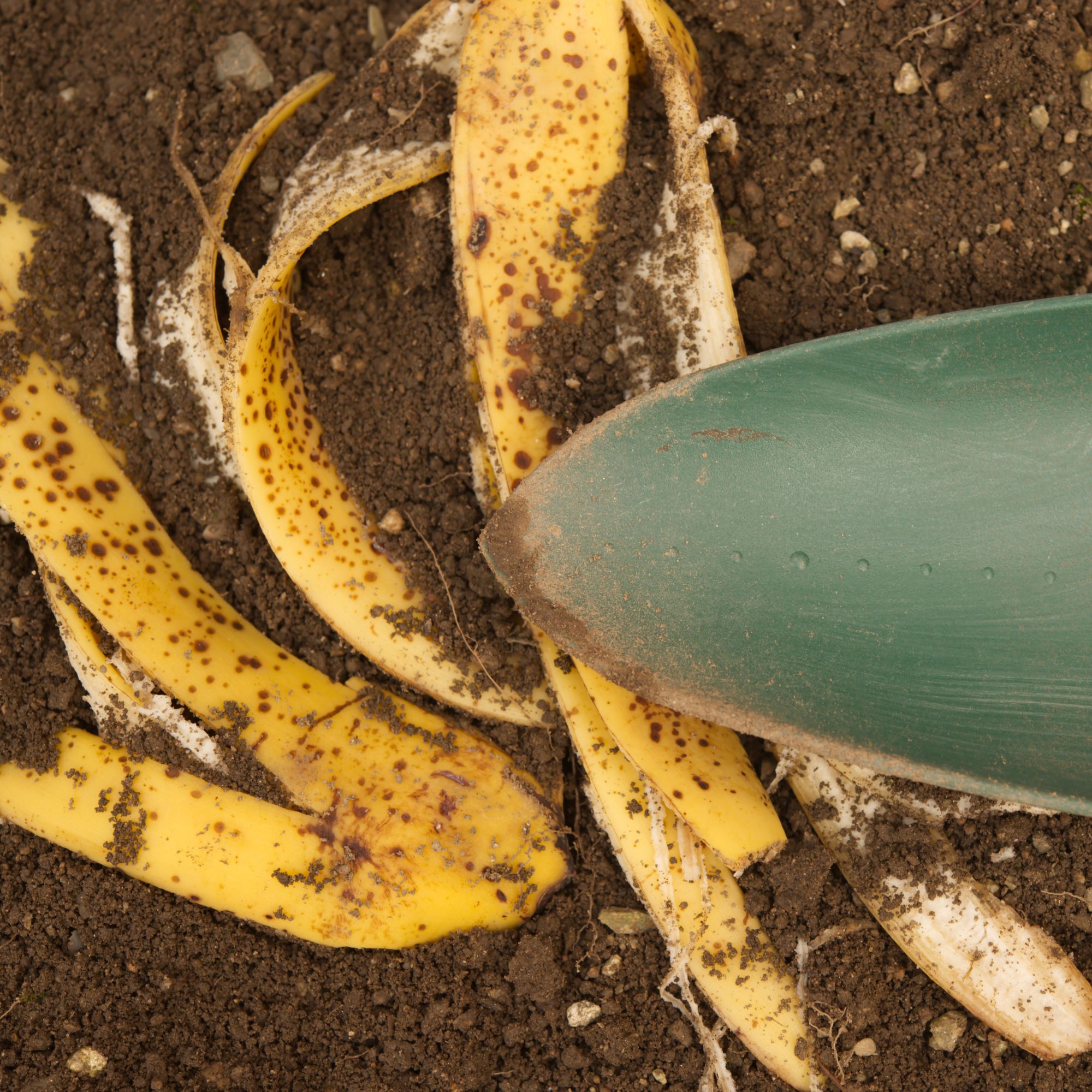 banana peel in soil