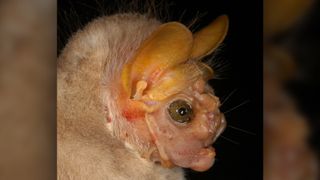 Female bats lack the white "mask" that the males wear during courtship.