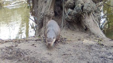 An otter discovered on a trail camera set up along the River Windrush 