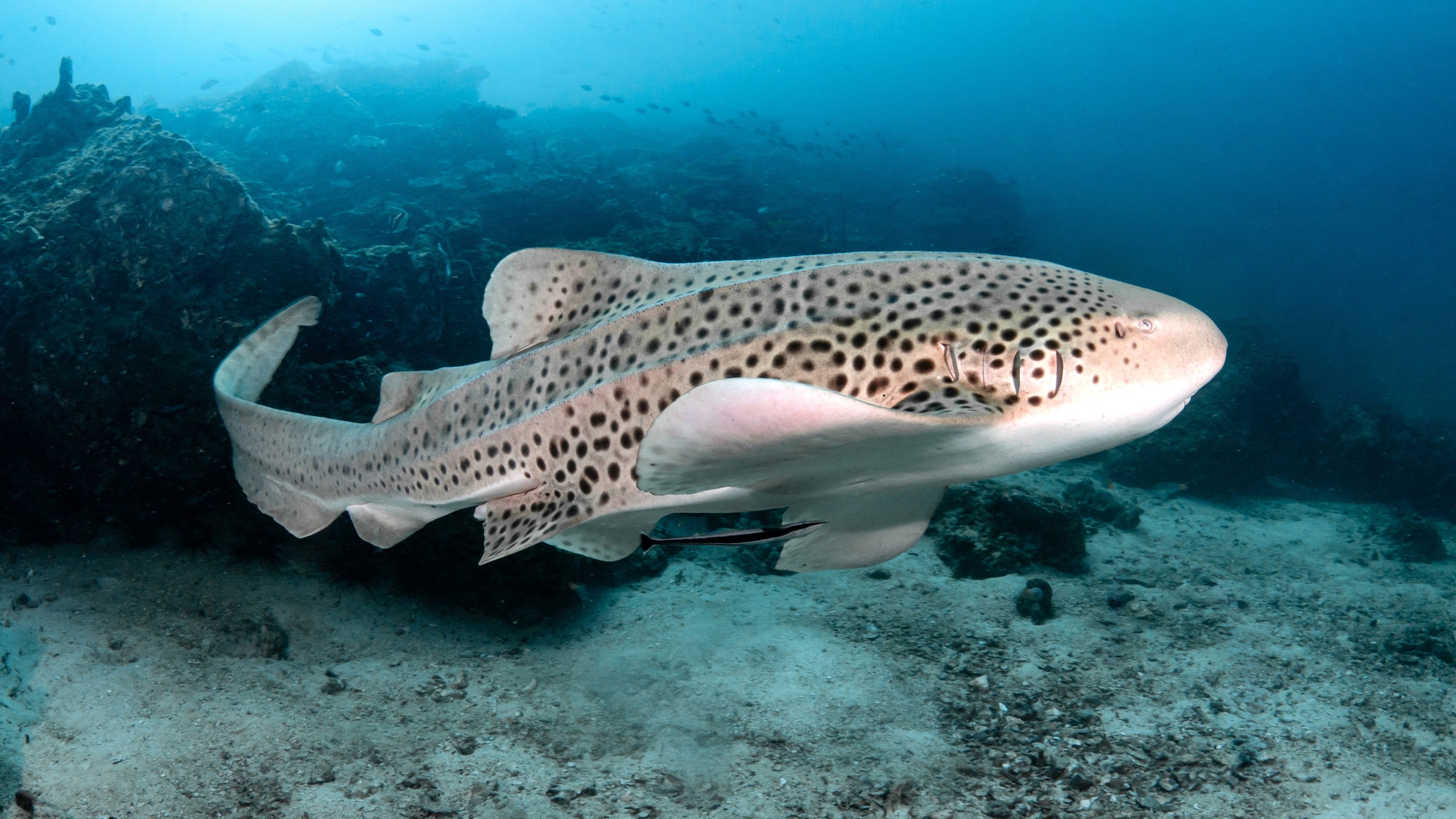 Researchers with National Geographic have captured footage that proves an endangered shark also visits Samoan waters