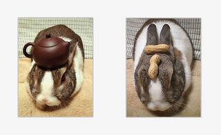 Taken from Japanese photographer Hironori Akutagawa’s popular blog, the series pays tribute to Akutagawa’s pet rabbit