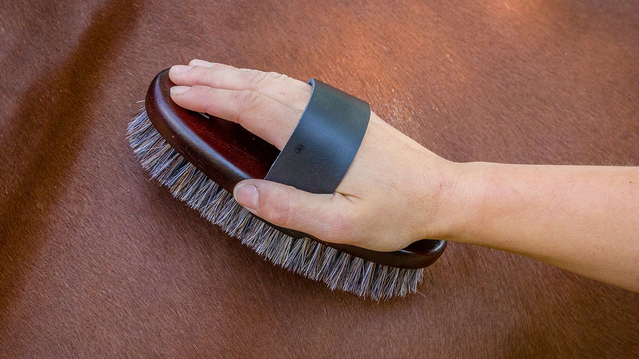 HyShine Deluxe horse hair wooden body brush review