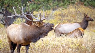 Bull elk bugling, with cow and calf in the background