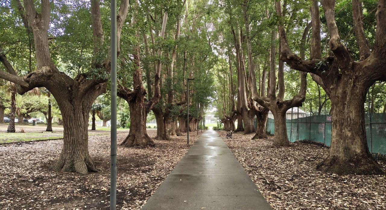 Several trees across a walkway in a park