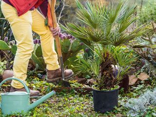 man planting a palm tree