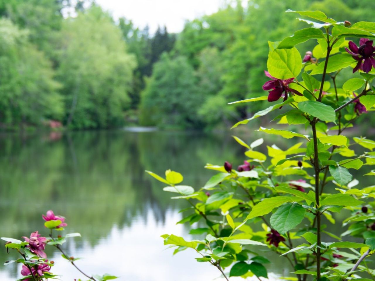 Shade-Loving Shrubs Along A Body Of Water