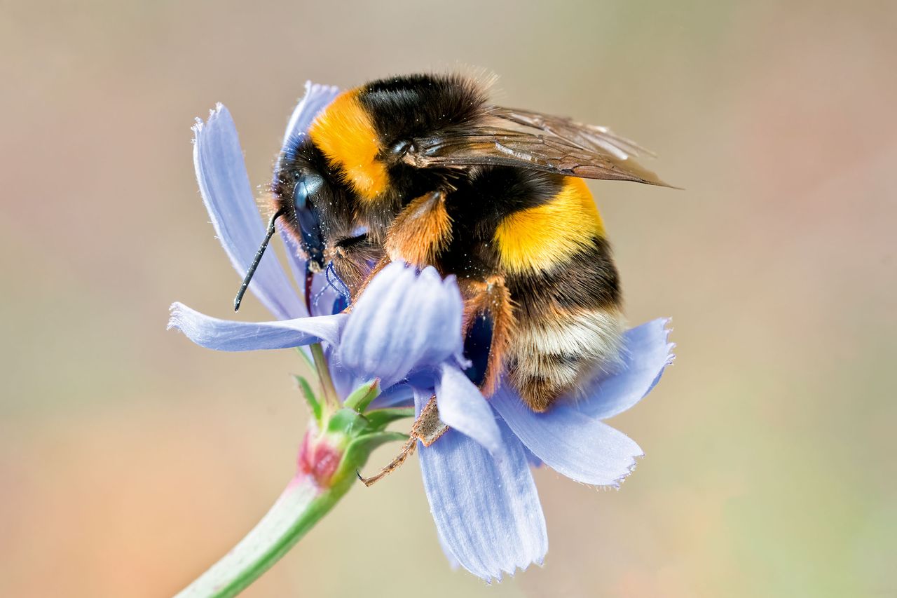 Quick off the mark: the buff-tailed bumblebee puts in an early appearance in comparison with the majority of Britain’s other 23 species.