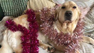 Lowen the golden retriever taking part in Christmas activities