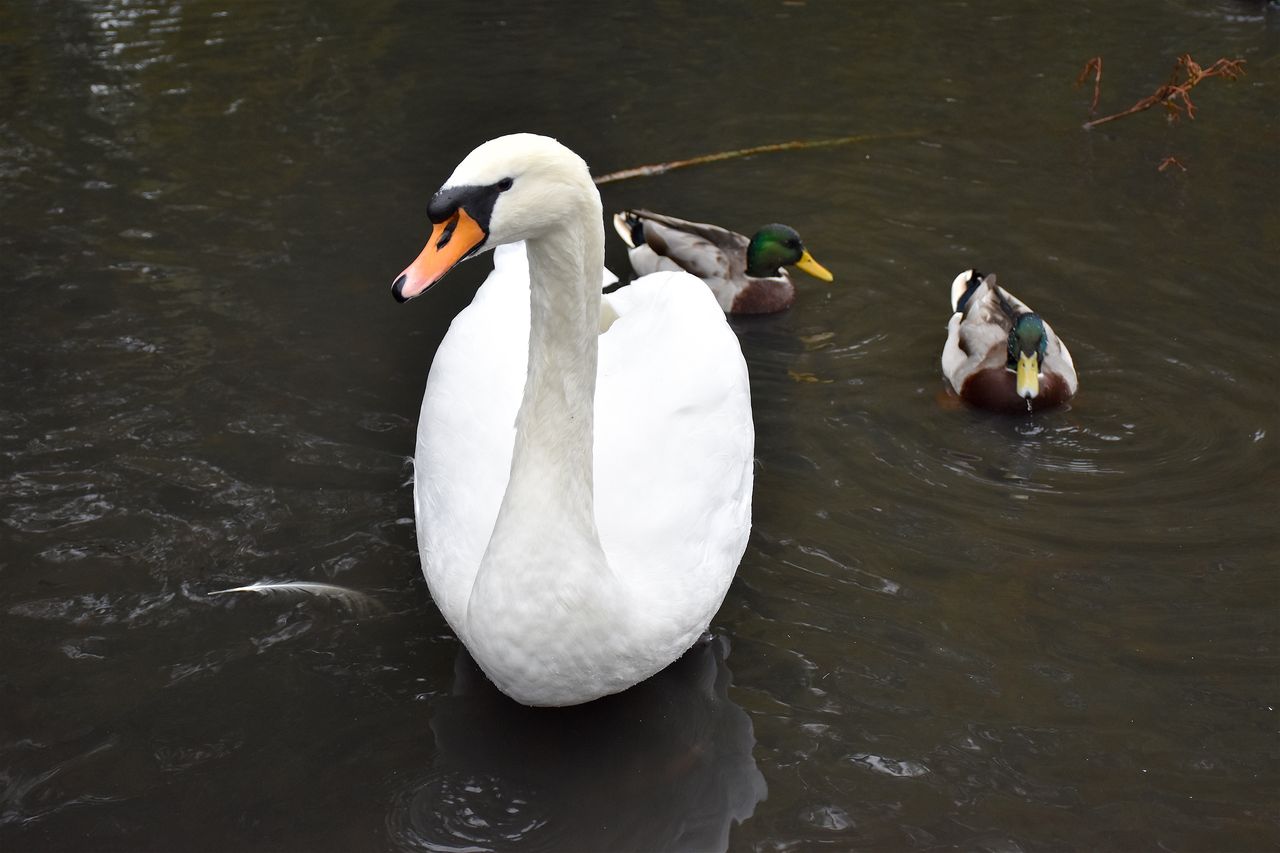 Nikon D5600 review