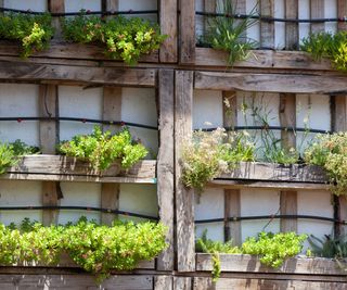 raised beds with vertical pallets against a garden wall