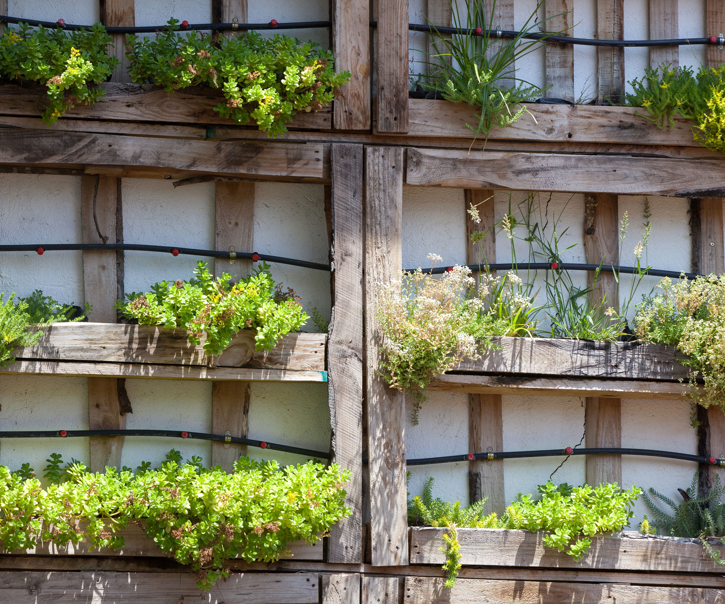 raised beds with vertical pallets against a garden wall