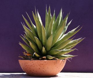 Agave plant in pot with purple wall behind