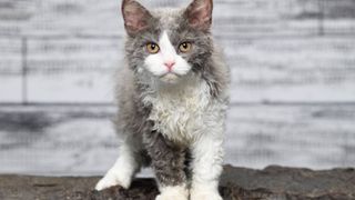 Selkirk Rex